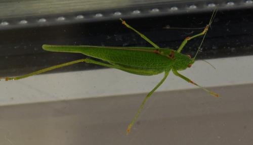 Phaneroptera nana